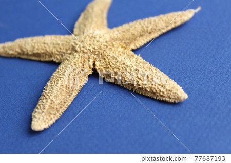 Dry starfish close-up on blue background Dry starfish close-up on blue background 77687193
