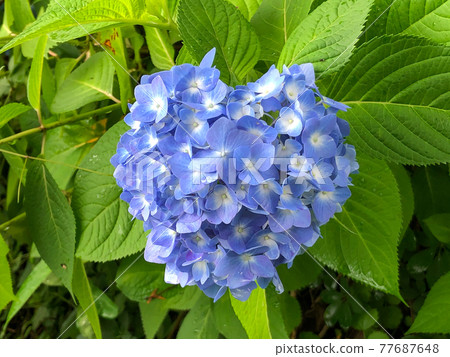 Heart shaped hydrangea 77687648