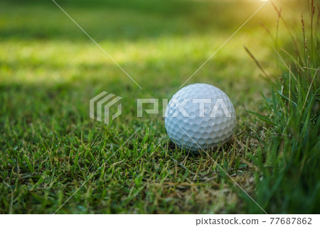 White golf ball place near the tall grass of a golf course rough. White golf ball place near the tall grass of a golf course rough. 77687862