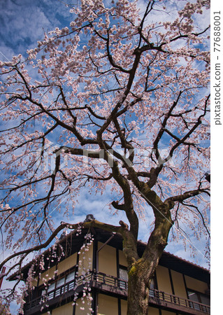 Weeping cherry tree 2021 in Sannen-zaka 77688001