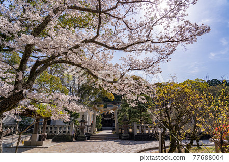 山口縣萩市松陰神社松門神社的鳥居和小櫻 77688004