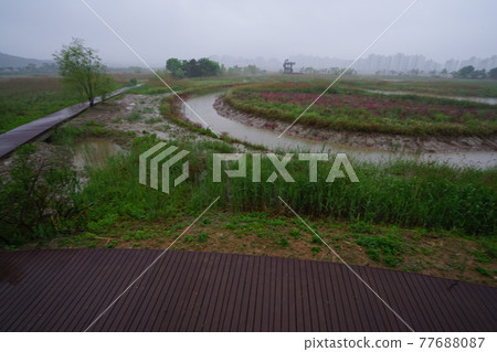 Windmill. Incheon Metropolitan City. Sorae Wetland Park. Tidal flat. Coastal area Windmill. Incheon Metropolitan City. Sorae Wetland Park. Tidal flat. Coastal area 77688087