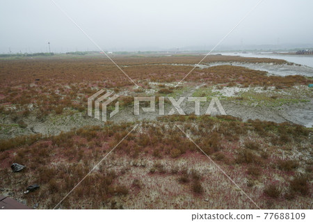 Windmill. Incheon Metropolitan City. Sorae Wetland Park. Tidal flat. Coastal area Windmill. Incheon Metropolitan City. Sorae Wetland Park. Tidal flat. Coastal area 77688109