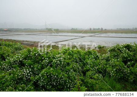 Windmill. Incheon Metropolitan City. Sorae Wetland Park. Tidal flat. Coastal area Windmill. Incheon Metropolitan City. Sorae Wetland Park. Tidal flat. Coastal area 77688134