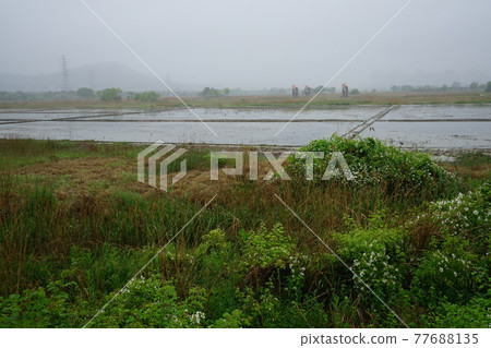 Windmill. Incheon Metropolitan City. Sorae Wetland Park. Tidal flat. Coastal area Windmill. Incheon Metropolitan City. Sorae Wetland Park. Tidal flat. Coastal area 77688135