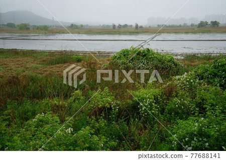 Windmill. Incheon Metropolitan City. Sorae Wetland Park. Tidal flat. Coastal area Windmill. Incheon Metropolitan City. Sorae Wetland Park. Tidal flat. Coastal area 77688141