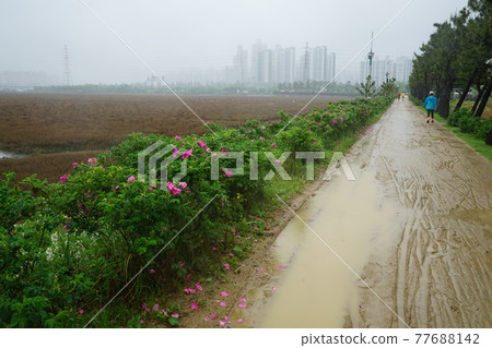 Windmill. Incheon Metropolitan City. Sorae Wetland Park. Tidal flat. Coastal area Windmill. Incheon Metropolitan City. Sorae Wetland Park. Tidal flat. Coastal area 77688142