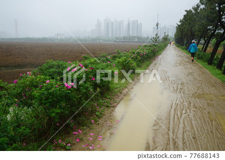 Windmill. Incheon Metropolitan City. Sorae Wetland Park. Tidal flat. Coastal area Windmill. Incheon Metropolitan City. Sorae Wetland Park. Tidal flat. Coastal area 77688143