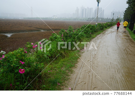 風車、仁川廣域市、蘇來濕地公園、泥灘、海岸 77688144