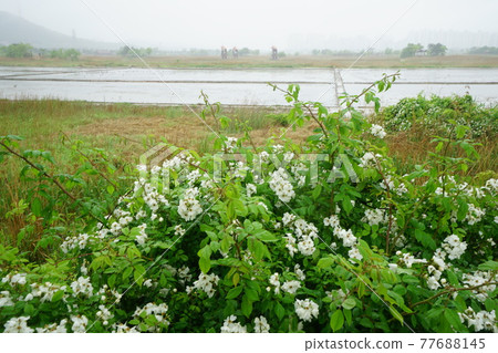 Windmill. Incheon Metropolitan City. Sorae Wetland Park. Tidal flat. Coastal area Windmill. Incheon Metropolitan City. Sorae Wetland Park. Tidal flat. Coastal area 77688145