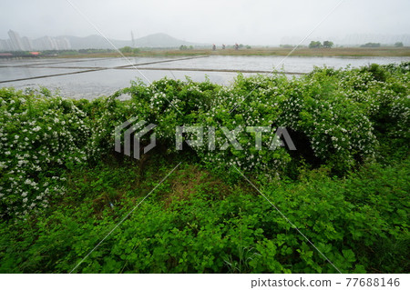 Windmill. Incheon Metropolitan City. Sorae Wetland Park. Tidal flat. Coastal area Windmill. Incheon Metropolitan City. Sorae Wetland Park. Tidal flat. Coastal area 77688146