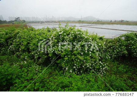 Windmill. Incheon Metropolitan City. Sorae Wetland Park. Tidal flat. Coastal area Windmill. Incheon Metropolitan City. Sorae Wetland Park. Tidal flat. Coastal area 77688147