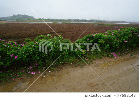 Windmill. Incheon Metropolitan City. Sorae Wetland Park. Tidal flat. Coastal area 77688148