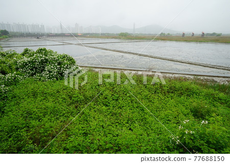 Windmill. Incheon Metropolitan City. Sorae Wetland Park. Tidal flat. Coastal area Windmill. Incheon Metropolitan City. Sorae Wetland Park. Tidal flat. Coastal area 77688150