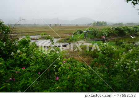 Windmill. Incheon Metropolitan City. Sorae Wetland Park. Tidal flat. Coastal area Windmill. Incheon Metropolitan City. Sorae Wetland Park. Tidal flat. Coastal area 77688158