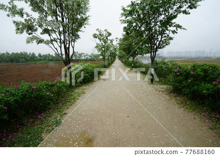Windmill. Incheon Metropolitan City. Sorae Wetland Park. Tidal flat. Coastal area Windmill. Incheon Metropolitan City. Sorae Wetland Park. Tidal flat. Coastal area 77688160