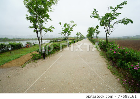 Windmill. Incheon Metropolitan City. Sorae Wetland Park. Tidal flat. Coastal area Windmill. Incheon Metropolitan City. Sorae Wetland Park. Tidal flat. Coastal area 77688161