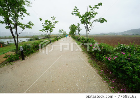 Windmill. Incheon Metropolitan City. Sorae Wetland Park. Tidal flat. Coastal area Windmill. Incheon Metropolitan City. Sorae Wetland Park. Tidal flat. Coastal area 77688162