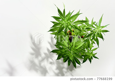 Growing organic cannabis plants. Beautiful potted marijuana plant on white background with trendy shadows 77688199