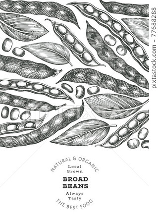 Hand drawn broad beans design template. Organic fresh food vector illustration. Retro pods illustration. Engraved botanical style cereal background. 77688288