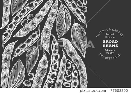 Hand drawn broad beans design template. Organic fresh food vector illustration on chalk board. Retro pods illustration. Botanical style cereal background. Hand drawn broad beans design template. Organic fresh food vector illustration on chalk board. Retro pods illustration. Botanical style cereal background. 77688290