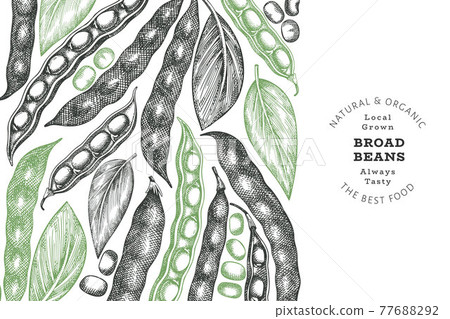 Hand drawn broad beans design template. Organic fresh food vector illustration. Retro pods illustration. Engraved botanical style cereal background. Hand drawn broad beans design template. Organic fresh food vector illustration. Retro pods illustration. Engraved botanical style cereal background. 77688292