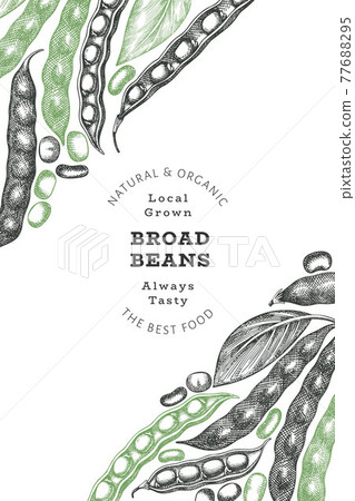 Hand drawn broad beans design template. Organic fresh food vector illustration. Retro pods illustration. Engraved botanical style cereal background. 77688295