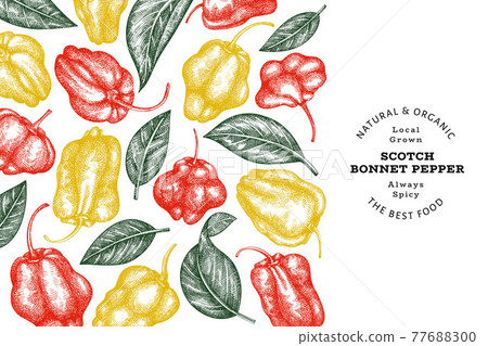 Hand drawn sketch style scotch bonnet pepper banner. Organic fresh vegetable vector illustration. Retro cayenne pepper design template 77688300