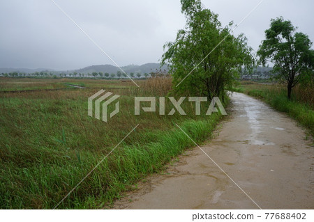 Sorae Wetland Park. Walking trail. Incheon Metropolitan City. Tidal flat. Windmill. Wind Sorae Wetland Park. Walking trail. Incheon Metropolitan City. Tidal flat. Windmill. Wind 77688402