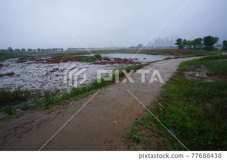 蘇來濕地公園, 步道, 仁川廣域市, 泥灘, 風車, 風 蘇來濕地公園, 步道, 仁川廣域市, 泥灘, 風車, 風 77688438