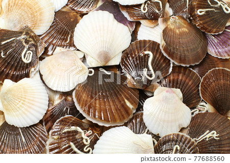 Fresh scallops in a colander, from Lake Saroma, Hokkaido Fresh scallops in a colander, from Lake Saroma, Hokkaido 77688560