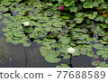 White hassle flowers and green leaves 77688589