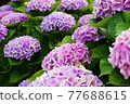 Purple and pink hydrangea 77688615