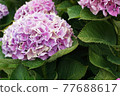 Purple and pink hydrangea 77688617