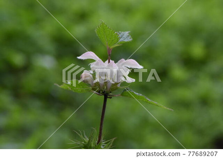 Wild grass Wild grass 77689207