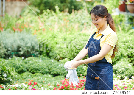 Greenhouse worker putting on protective gloves Greenhouse worker putting on protective gloves 77689545