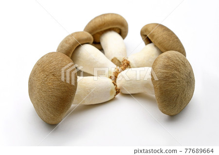 蘑菇（Oguni Shimeji） 77689664