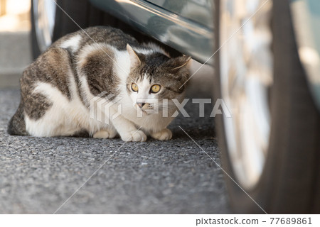 車下的貓 77689861