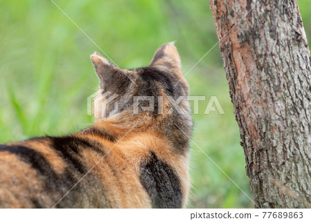 盯著印花布貓的貓 77689863