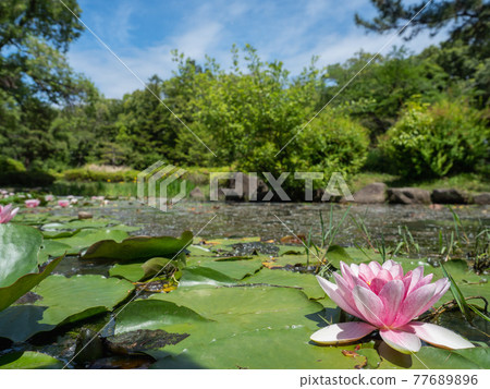 Water lily 77689896