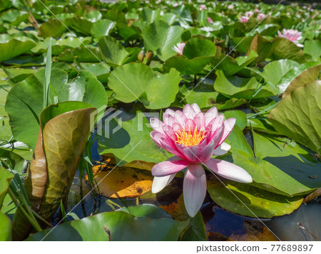 Water lily 77689897