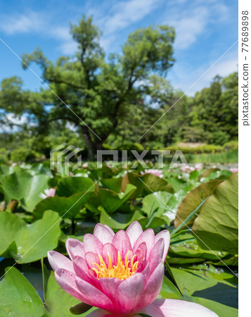 Water lily 77689898