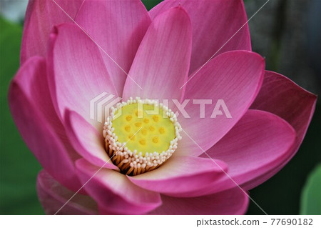 佛教中的象徵性蓮花 77690182