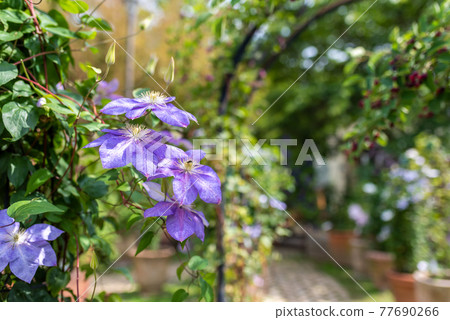 Clematis (Tetsusen) Clematis (Tetsusen) 77690266