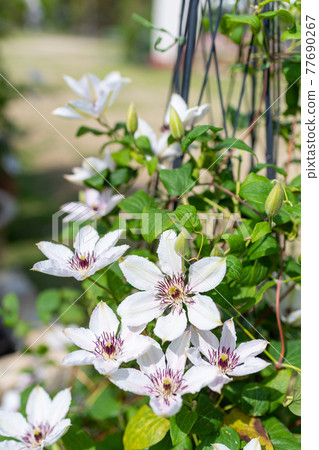 Clematis (Tetsusen) 77690267