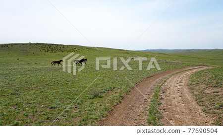 A pack of horses run across a green field. A pack of horses run across a green field. 77690504