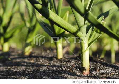 Young garlic grows in the garden. Close up view of young strong garden plants or seedlings and the ground. Gardening concept Young garlic grows in the garden. Close up view of young strong garden plants or seedlings and the ground. Gardening concept 77690549