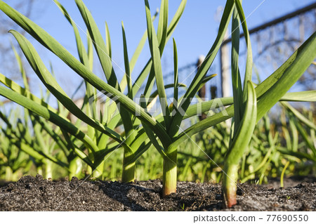 Young garlic grows in the garden. Close up view of young strong garden plants or seedlings and the ground. Gardening concept Young garlic grows in the garden. Close up view of young strong garden plants or seedlings and the ground. Gardening concept 77690550