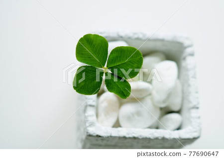 四葉草幸運 四葉草幸運 77690647