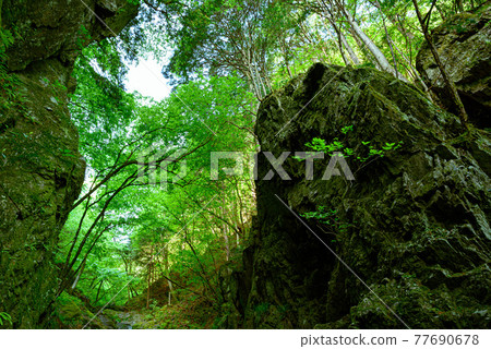 (Saitama Prefecture) Fresh green and gorge of Bonooreyama (Saitama Prefecture) Fresh green and gorge of Bonooreyama 77690678